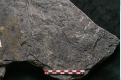 Foto (Detailansicht) von Camptoteris sp. (NHMW-GEO-2024-0188-10650)
